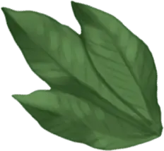Clover - green - ecology - No Watermark PNG