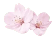 Cherry Blossom - Fast Download PNG - Transparent Layer PNG