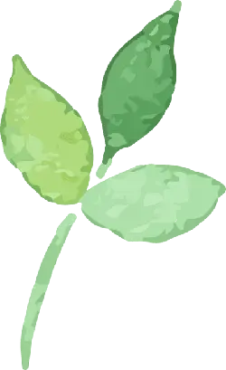 Clover - PNG Images - leaves