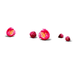 Pink Flowers - bloom - beautiful - High Resolution PNG