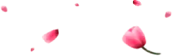 Pink Petals - No Background PNG - pink