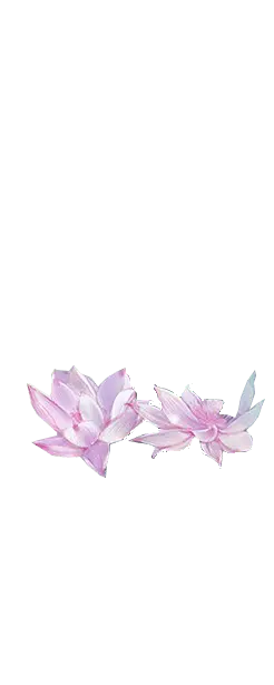 Pink Lotus Flower - PNG