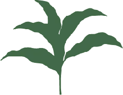 Leaf - growth - leaf - High Resolution PNG