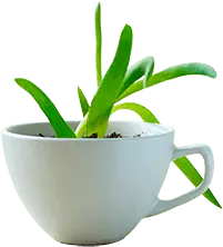 Plant in a Cup - green - No Watermark PNG