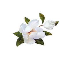 Magnolia - magnolia - No Background PNG