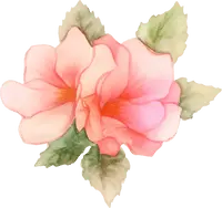 Rose - Designer Recommended PNG - Trending PNG