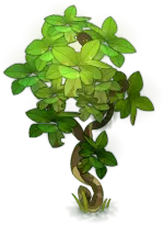 Tree Plant - growth - No Background PNG