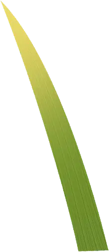 Grass Leaf - growth - Free Download PNG