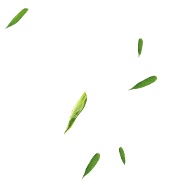 Leaves Falling - falling - No Watermark PNG