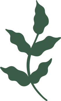 Leaf - Highly Rated PNG - Fast Download PNG