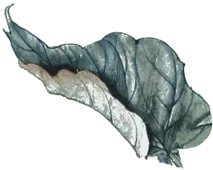 Cabbage Leaf - leaf - No Watermark PNG