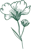 Flower - line drawing - green - Transparent Background PNG