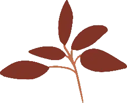 Leaf - growth - Transparent Background PNG