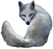 Arctic Fox - Free PNG