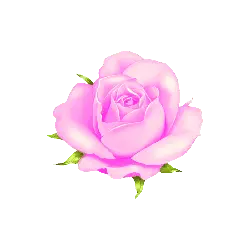 Pink Rose - Fast Download PNG - Transparent Background PNG