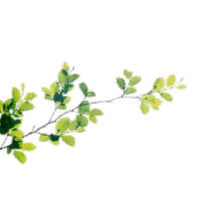 Green Leaves and Branches - Highly Rated PNG