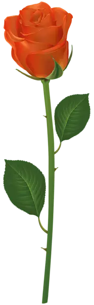 Rose - Curated PNG - Designer Recommended PNG