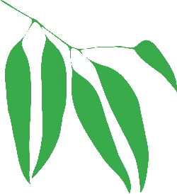 Willow Leaf - leaf - Transparent Background PNG