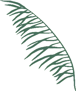 Fern Leaf - nature - ecology - Lossless PNG