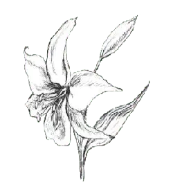 Lily - line drawing - Highly Rated PNG