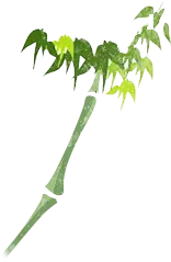 Bamboo - branch - High Download Count PNG