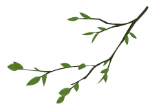 Willow Branch - leaves - green - Lossless PNG