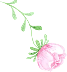 Pink Flower - illustration - Popular Download PNG