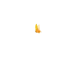Yellow Butterfly - nature - Free PNG