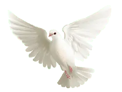 Dove - freedom - purity - Transparent Background PNG
