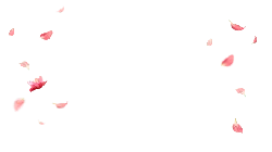 Falling Cherry Blossom Petals - petals - Transparent Layer PNG