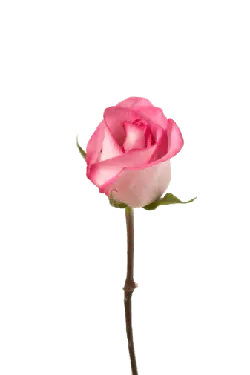 Pink Rose - PNG Images - Highly Rated PNG