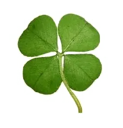 Four Leaf Clover - Trending PNG