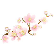 Cherry Blossom - PNG - beautiful - Pic 2