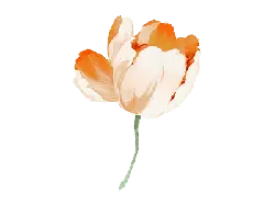 Tulip - Lossless PNG