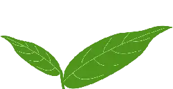 Green Leaves - growth - No Watermark PNG