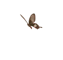 Archduke Butterfly - flying - Transparent Background PNG