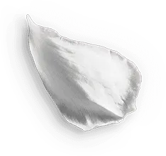Petal - petal - Trending PNG