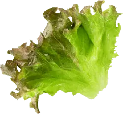 Lettuce Leaf - nutritious - Free Download PNG
