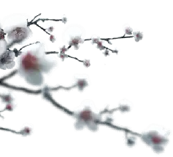 Plum Blossom - High Download Count PNG - Free Download PNG