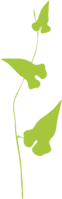 Vine Plant - vine - Transparent Layer PNG