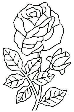 Rose - plant - line drawing - No Background PNG