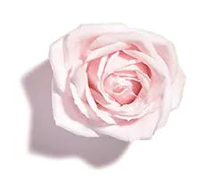 Pink Rose - Transparent Background PNG - romantic