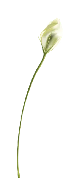 White Flower - elegant - Free PNG