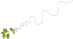 Vine Plant - nature - Free for Commercial Use PNG