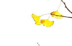 Ginkgo Leaf - Fast Download PNG
