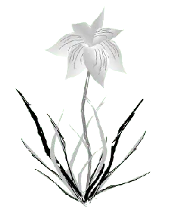 Lily - line drawing - High Resolution PNG