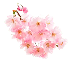 flower - Cherry Blossom - High Resolution PNG - Pic 4