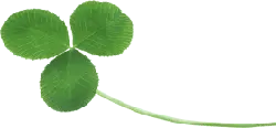 Clover - luck - No Background PNG
