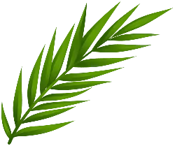 Palm Leaf - Curated PNG - ecology