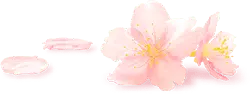 PNG - flower - Cherry Blossom